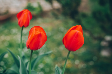 Beautiful red tulip flowers in a spring garden.