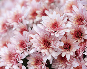 Pink Chrysanthemum soft focus. Close up of chrysanthemum flowers. Flower head. Bouquet of pink autumn Chrysanthemum. Spring flowers. Top view. Texture and background. Floral background. Postcard