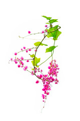 Beautiful bunch of lovely pink Mexican creeper (Antigonon leptopus) isolated on white background.
