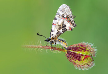 Macro shots, Beautiful nature scene. Closeup beautiful butterfly sitting on the flower in a summer garden.