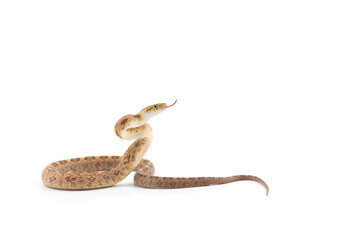 Rat snake attack pose isolated on white background
