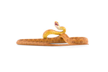 Rat snake attack pose isolated on white background