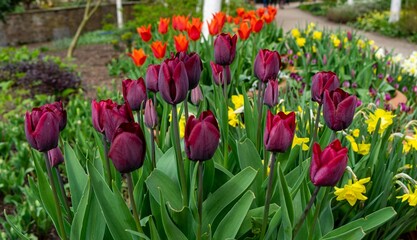 Spring discounts with colorful tulips