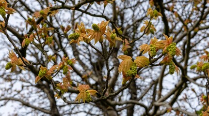 The trees put out their first spring leaves