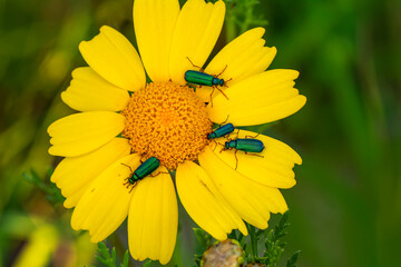 Close up  beautiful  insect in the garden