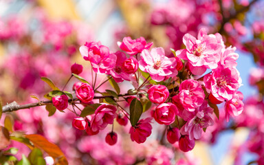 sakura blossom. pink sakura flower on blooming spring tree