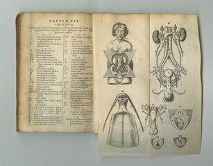 Medical journal. An old anatomy book with its pages on display.
