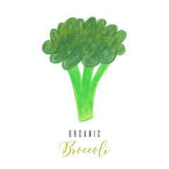 Fresh green cabbage brocolli. Hand drawn vector illustration in cartoon style, isolated background. Vegetarian eco food product, organic, vegan nutrition. For recipe book, poster, menu cover design.