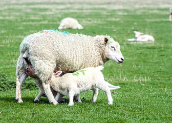 A little spring lamb is hungry and suckles milk from the mother ewe's teat. The mother ewe looks...
