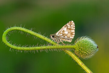 Macro shots, Beautiful nature scene. Closeup beautiful butterfly sitting on the flower in a summer garden.