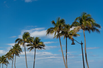 Fototapeta na wymiar palm tree with leaves on blue sky background