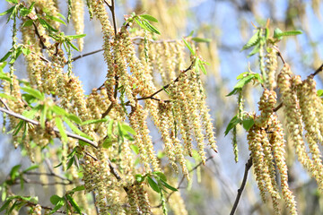 Carpinus betulus

European hornbeam, Hornbeam, Caucasian Hornbeam, Common Hornbeam, White Beech

