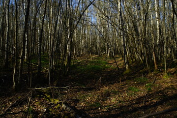 Naklejka premium Wald aus Birken, Betula pendula im April bei Austrieb der Knospen in der Taiga