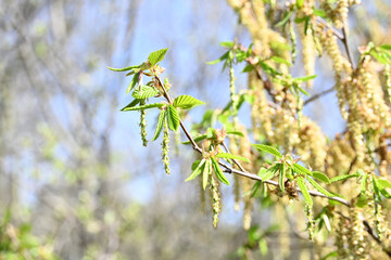 Carpinus betulus

European hornbeam, Hornbeam, Caucasian Hornbeam, Common Hornbeam, White Beech

