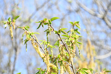Carpinus betulus

European hornbeam, Hornbeam, Caucasian Hornbeam, Common Hornbeam, White Beech

