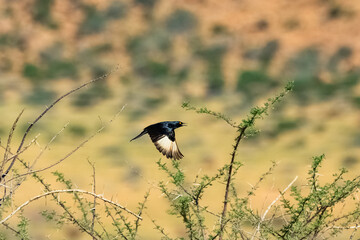 pale winged starling, Onychognathus nabouroup, black bird flying in the desert in Namibia
