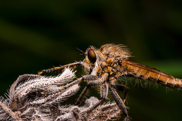 Macro shot of a robber fly in the garden