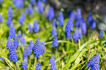 muscari flowers blossoming. spring nature in bloom