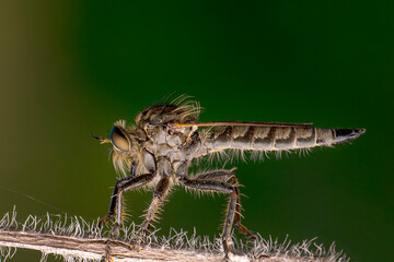 Macro shot of a robber fly in the garden