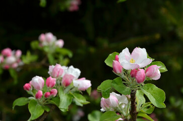 Obraz na płótnie Canvas flowering fruit tree apple tree with white-pink flowers close-up