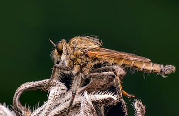 Macro shot of a robber fly in the garden