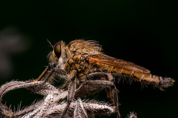 Macro shot of a robber fly in the garden