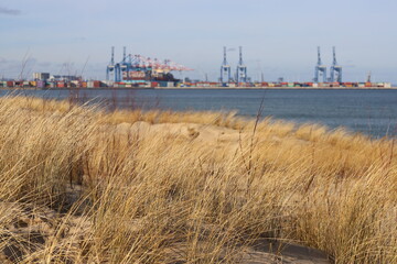 Dunes covered with dry grass on Stogi beach, with view on container terminal, Gdańsk, Poland © Slawina