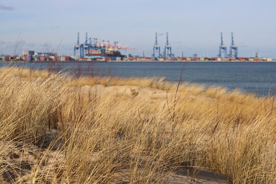 Dunes covered with dry grass on Stogi beach, with view on container terminal, Gdańsk, Poland