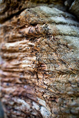 Close-up vertical side view of the puzzle texture of the trunk of an araucaria tree, Nahuelbuta National Park, Chile.
