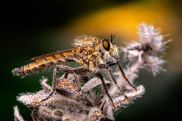 Macro shot of a robber fly in the garden