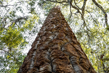 Fototapeta premium Close-up vertical view from below of a puzzle texture of the trunk of an araucaria tree, Nahuelbuta National Park, Chile.