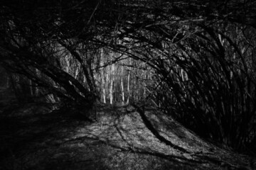Zauberhaftes Dickicht, Gebüsch aus Haselnuss Sträuchern neben einer Quelle im April in der Taiga, Corylus avellana