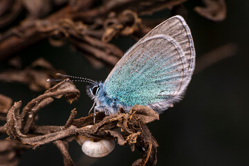 Macro shots, Beautiful nature scene. Closeup beautiful butterfly sitting on the flower in a summer garden.