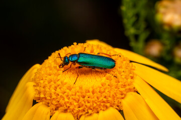 Close up  beautiful  insect in the garden
