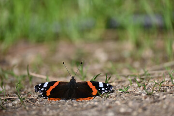 The red admiral is a distinctive, medium sized, brightly colored black and orange butterfly that is common throughout much of the United States.