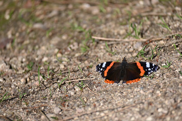 The red admiral is a distinctive, medium sized, brightly colored black and orange butterfly that is common throughout much of the United States.