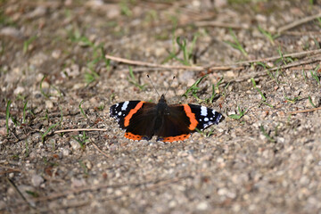 The red admiral is a distinctive, medium sized, brightly colored black and orange butterfly that is common throughout much of the United States.