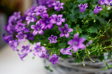 Campanula persicifolia ( Bellflower peach leaves , Campanula Persian or stick Jacob), purple bell flowers in wicker basket for sale. Flower shop