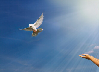 Humen's hands release the white dove to freedom, into the blue sky with the rays of the sun. High quality photo