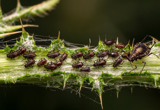 A herd of plant louse (aphid) on a green leaf