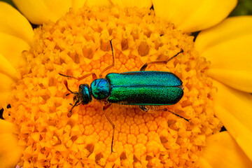 Close up  beautiful  insect in the garden