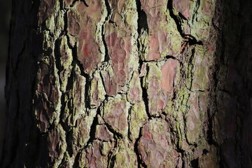 Pine bark texture - close up of pine tree