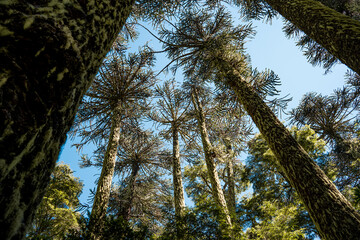 View of mossy araucaria trees with trunks from below in Nahuelbuta national park, Chile