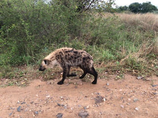 Hyaena, Kruger National Park, Mpumalanga, South Africa.