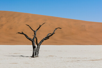 Deadvlei desert tree, Namibia, Africa