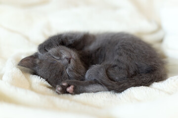 A small gray kitten sleeps on a light bedspread.