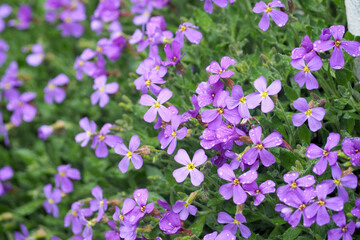 close many small purple flowers of lesser periwinkle in spring top view. purple background with flowers