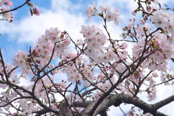 桜