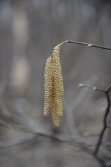 Hazel catkins on a branch close-up. Plant seeds. Pollination of trees. Allergy to flowering plants. Spring forest.