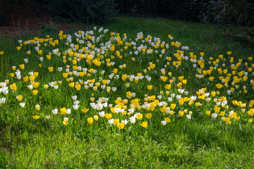 Spring in the spa gardens Baden Baden_Germany, Europe